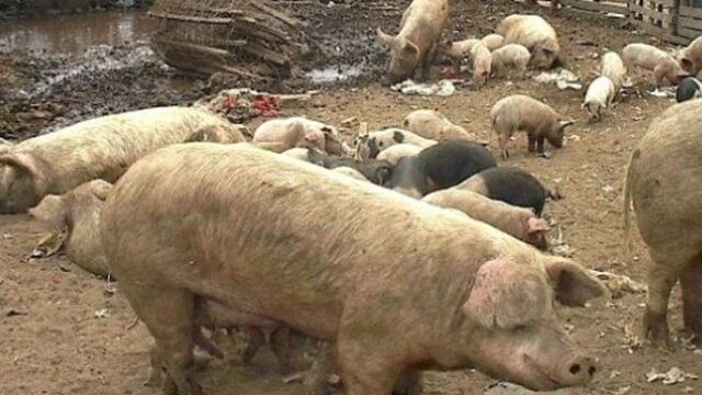 Robaron chanchos para comer y los condenaron a tres años