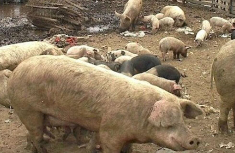 Robaron chanchos para comer y los condenaron a tres años