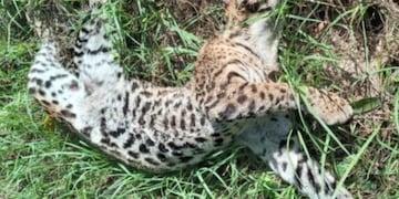 Lamentablemente, otro ocelote fue atropellado en Puerto Iguazú.