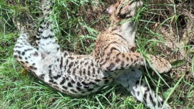 Lamentablemente, otro ocelote fue atropellado en Puerto Iguazú.