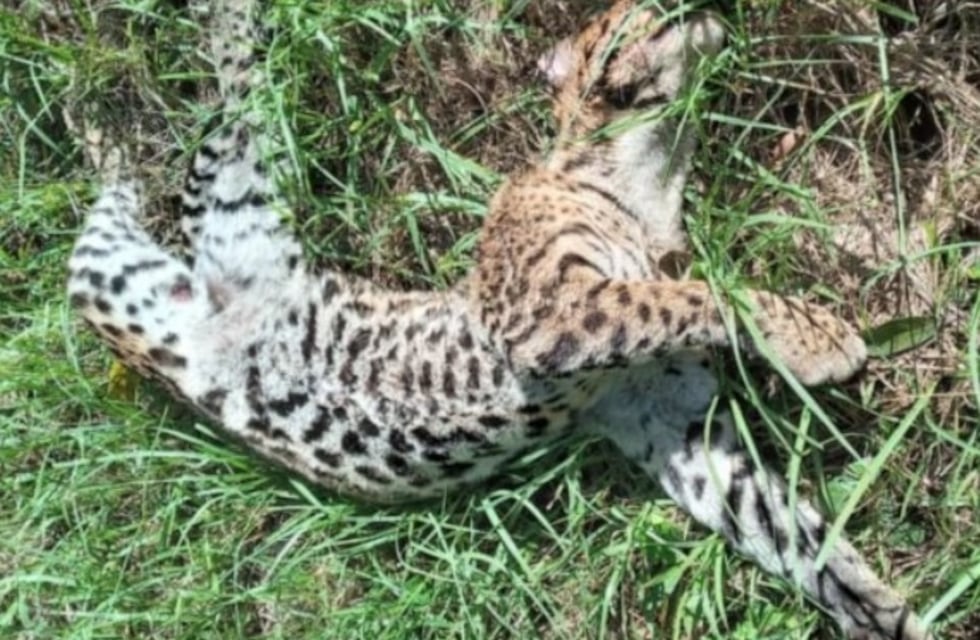Lamentablemente, otro ocelote fue atropellado en Puerto Iguazú