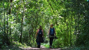 Un recorrido por la selva misionera para una aventura al natural. (Foto La Ruta Natural)