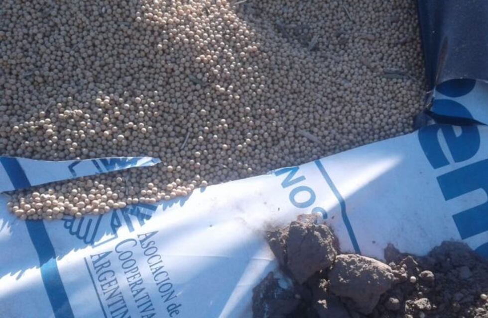 Vándalos destruyeron silos bolsa y se perdieron 300 toneladas de soja