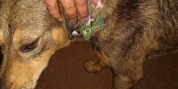 "Oso", el can que también tuvo su acto de colación en el Cep n°32 de Posadas