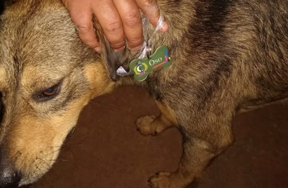 "Oso", el can que también tuvo su acto de colación en el Cep n°32 de Posadas