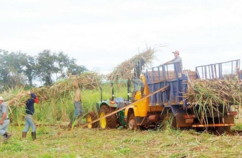Los productores azucareros intensifican los trabajos para atender la alta demanda