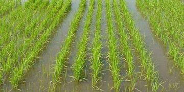 Arrozales de Entre Ríos\u002E