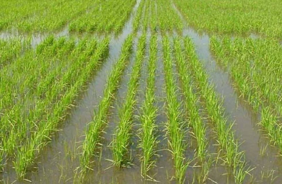 Cayó la condición del arroz sembrado en Entre Ríos por las abundantes lluvias