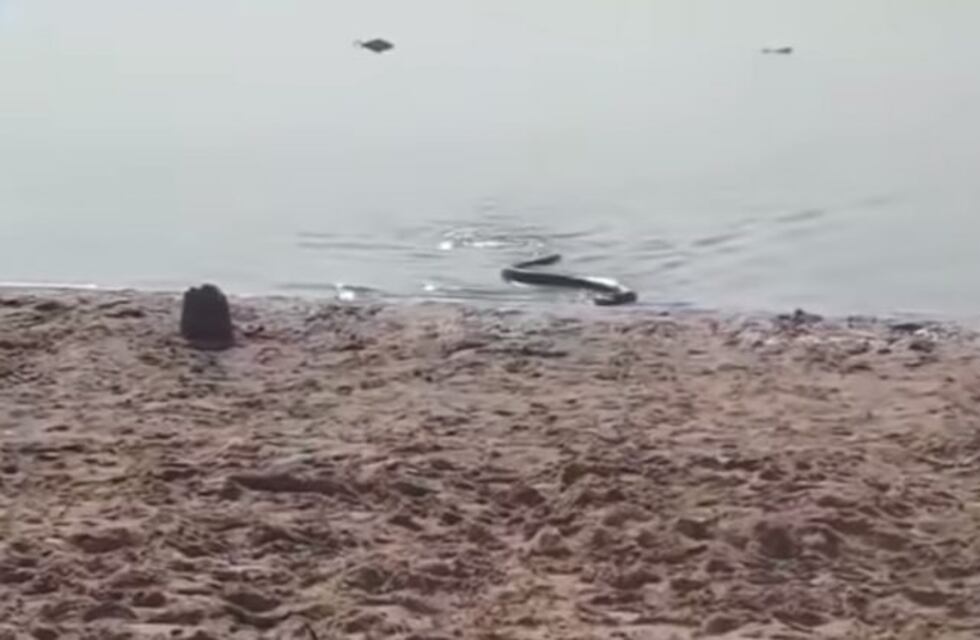 Pánico por la aparición de una anaconda amarilla en las playas del río Paraná