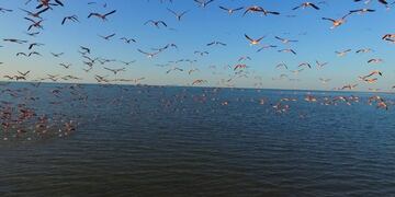 Flamencos en el futuro Parque Nacional Ansenuza