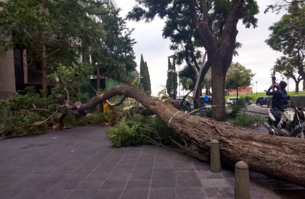 El viento lo hizo de nuevo: autos afectados por caída de árboles y columnas de alumbrado en el suelo