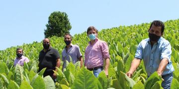 Diversificación de cultivos en chacras de tabacaleros en Misiones