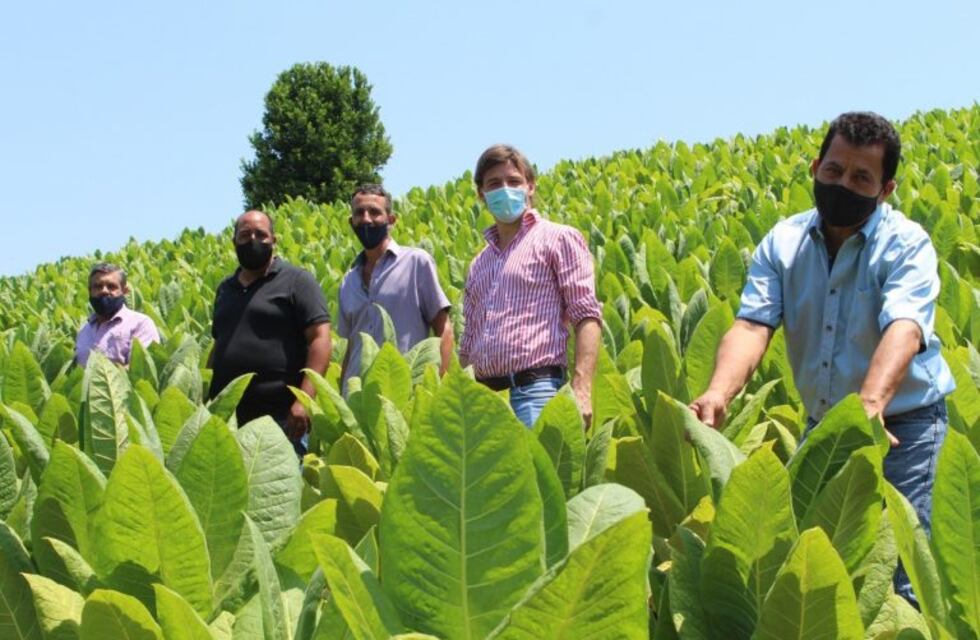 Se extiende el plan de diversificación de los cultivos en las chacras de los tabacaleros