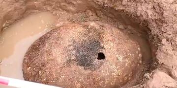 El caparazón de Gliptodonte hallado en Carlos Spegazzini (Web)