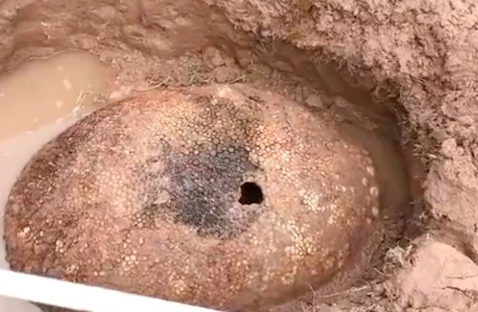 Carlos Spegazzini: jóvenes fueron a pescar y encontraron un caparazón de gliptodonte en un arroyo