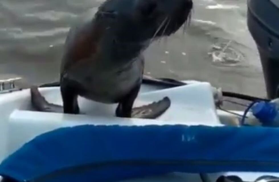 "Gualeguaychú" la elegida por los lobitos marinos