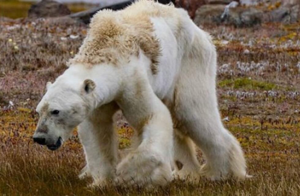El desgarrador video de un oso polar famélico por el calentamiento global