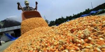 Producción de maíz