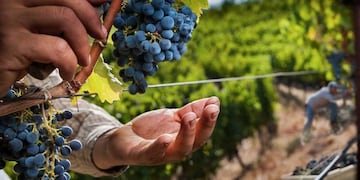 El departamento de San Matín espera que los gobiernos provinciales permitan el movimiento de obreros golondrinas