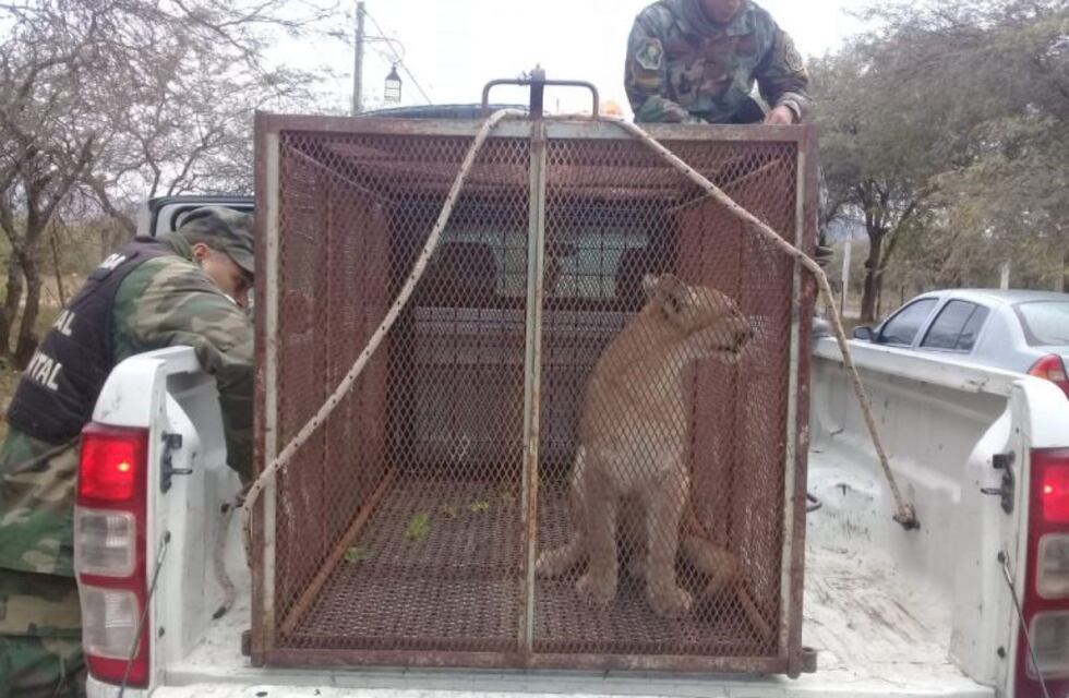 Rescataron un puma en cautiverio en Salta