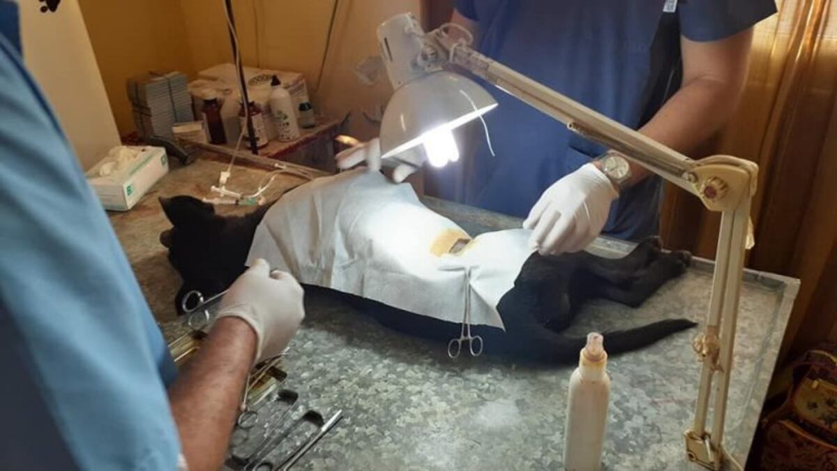 Trabajo de castración en Apóstoles\u002E Entregan turnos y es gratuito\u002E