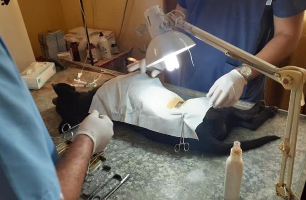 Reclaman castraciones masivas en el barrio 2 de abril: "la situación es desesperante"