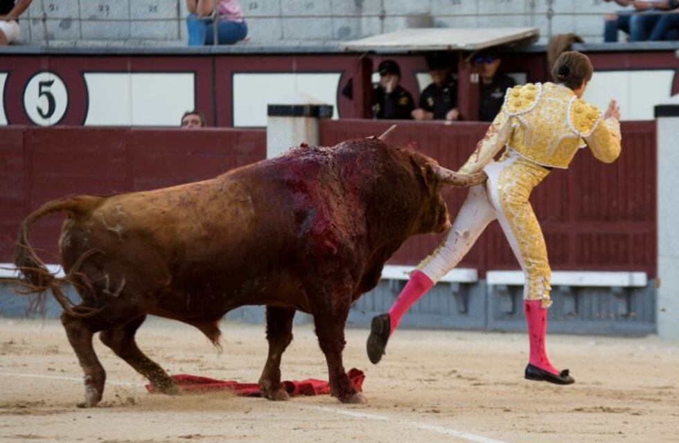 Video impactante: un toro levantó por los aires a un torero y le provocó lesiones serias