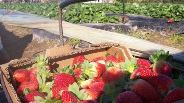 Agrana Fruit pretende despedir a 60 trabajadores en Coronda