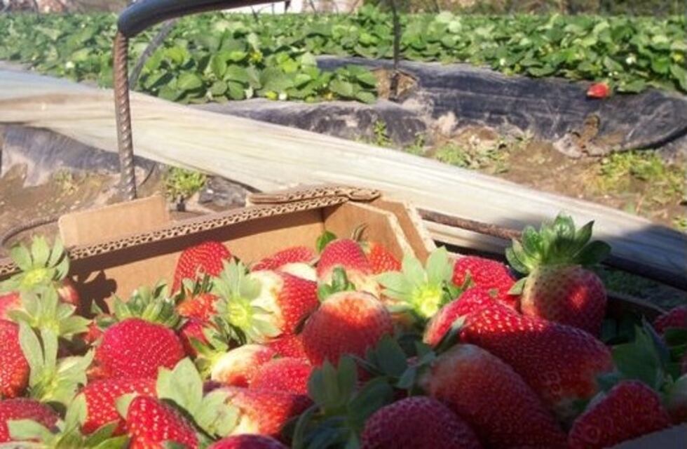 Genesini quiere hablar con los dueños de Agrana Fruit para convencerlos de que sigan