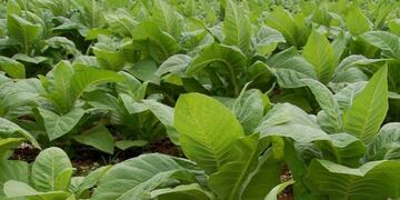 Este viernes llega el fertilizante para los tabacaleros\u002E (Facebook)