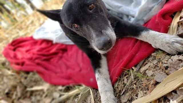 El programa de adopción responsable de mascotas comenzó en 2018 en San Rafael.