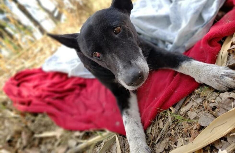 Un camionero salvó a un perro que cayó a un canal y lo arrastraba el agua