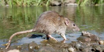 Piden a la comunidad extremar las medidas de precaución\u002E (Archivo)