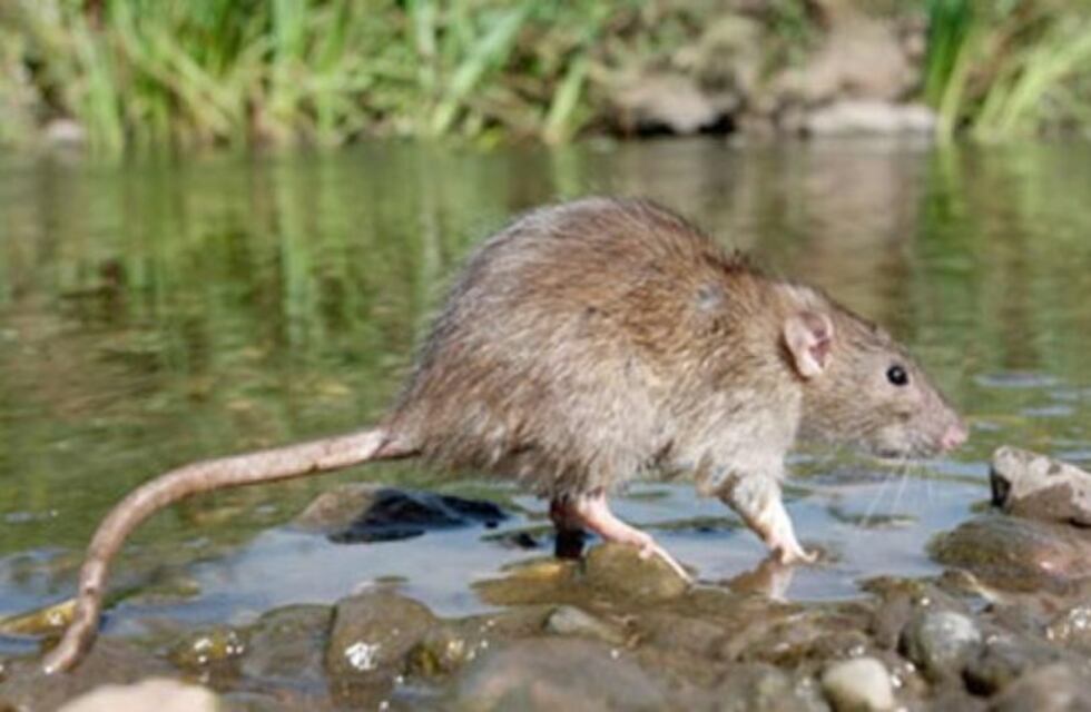 Con las continuas lluvias crece el riesgo de contraer leptospirosis: ¿cómo prevenirla?