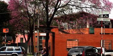 Vista de un árbol florecido de lapacho rosado (Handroanthus heptaphyllus) árbol nacional de Paraguay, que también es parte de la flora de Brasil y Argentina\u002E EFE/Andrés Cristaldo (Imagen ilustrativa)