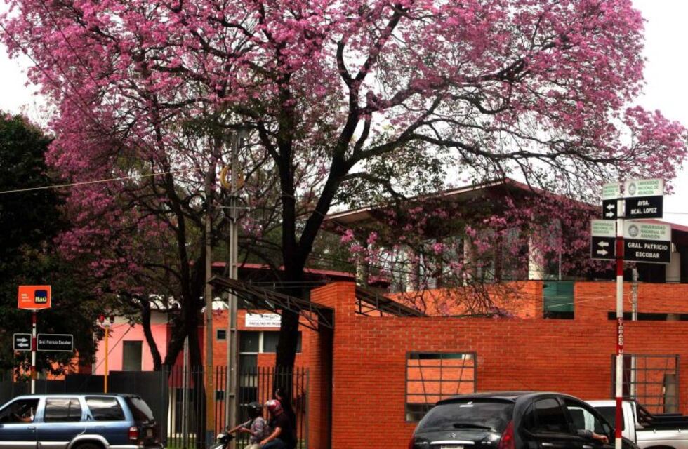Regalan árboles nativos para que cada misionero los plante en su casa
