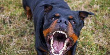 Las autoridades están determinando qué harán con el Rottweiler.
