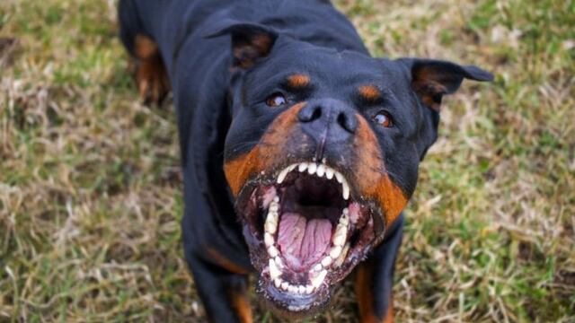 perro rottweiler