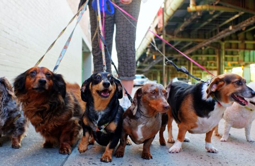 Cuáles son los nombres de perros preferidos para los argentinos