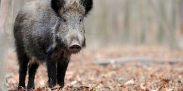 Actualizaron el plan de caza de jabalí y ciervo axis en el Parque Nacional El Palmar de Entre Ríos