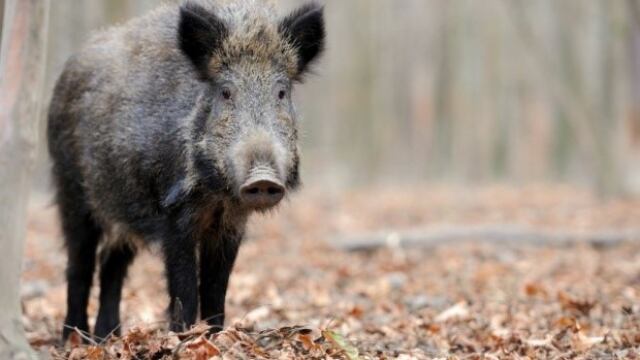 Actualizaron el plan de caza de jabalí y ciervo axis en el Parque Nacional El Palmar de Entre Ríos