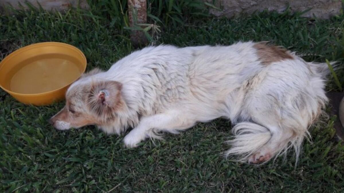 Preocupación por mascotas con idénticos síntomas en Alta Gracia\u002E