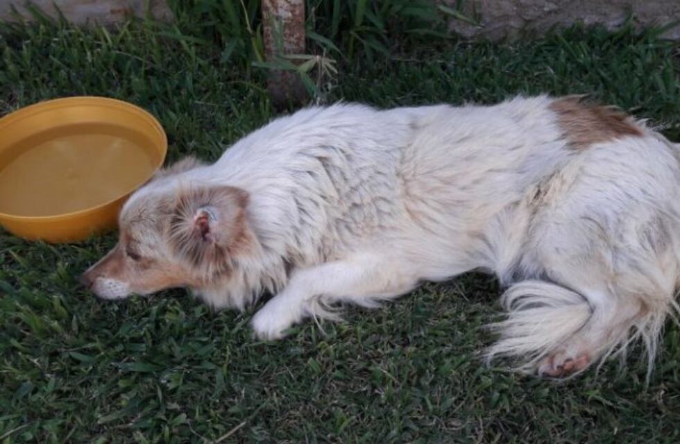 Alta Gracia: un perro muerto y otros cinco con idénticos síntomas
