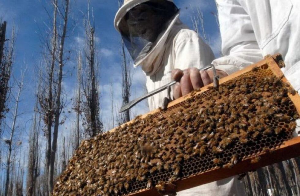 Economía destinó $3 millones para créditos apícolas