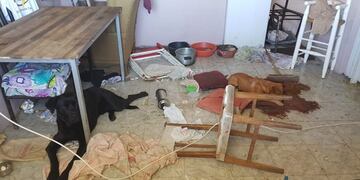 Perros maltratados (Foto: Prensa MGP)