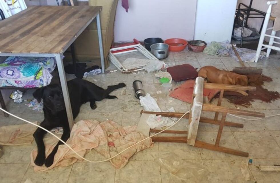 Rescatan a dos perros que eran maltratados por su dueño