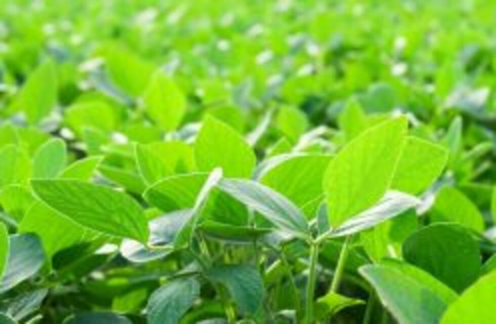 Pese la crisis hídrica, se retoman las actividades agrícolas en la provincia