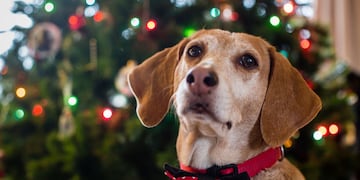 Cómo protegerlos de la pirotecnia.