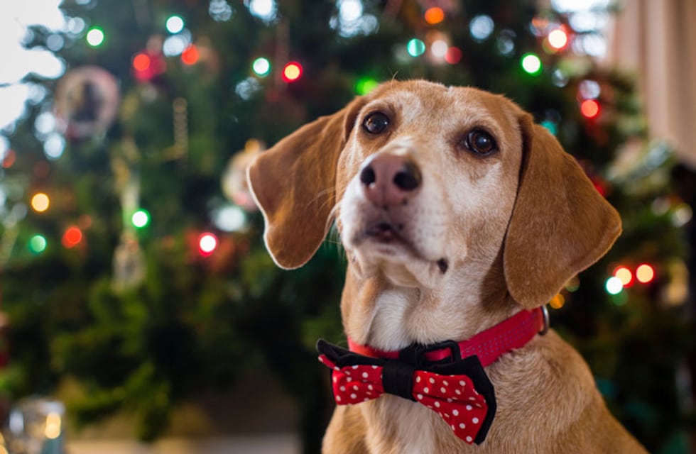 ¿Tu mascota tiembla con los fuegos artificiales? Expertos revelan cómo evitar el trauma estas Fiestas