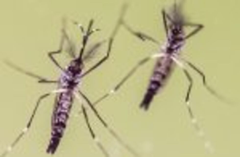 Estudian un probable caso de un bebé con microcefalia asociado al virus zika en Buenos Aires